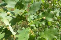 Quercus robur