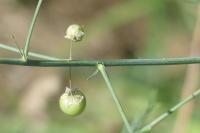 Asparagus officinalis