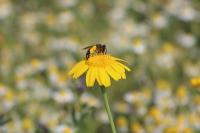 Glebionis segetum