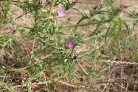 Centaurea calcitrapa