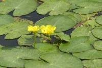 Nymphoides peltata