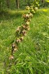 Epipactis helleborine