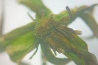 Leontodon saxatilis subsp. saxatilis