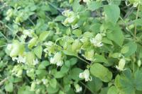 Silene baccifera