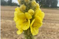Verbascum thapsus