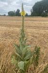 Verbascum thapsus