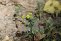 Pulicaria vulgaris