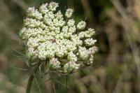 Daucus carota