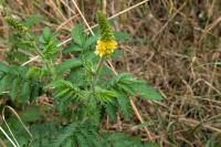 Agrimonia eupatoria
