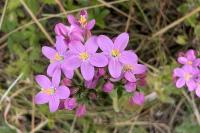 Centaurium erythraea