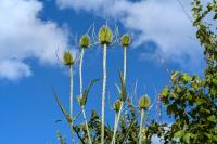 Dipsacus fullonum