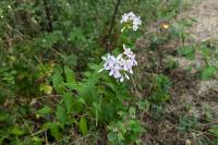 Saponaria officinalis