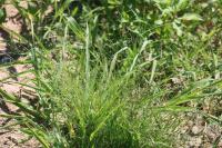 Eragrostis pectinacea