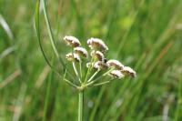 Oenanthe lachenalii