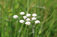 Oenanthe lachenalii