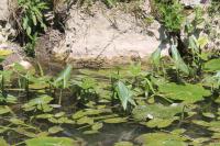 Sagittaria latifolia