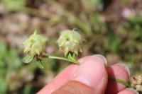 Trifolium resupinatum