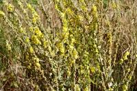 Verbascum pulverulentum
