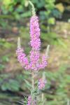 Lythrum salicaria