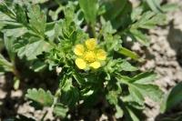 Potentilla supina