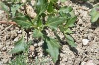 Oxybasis rubra