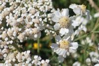 Achillea ptarmica