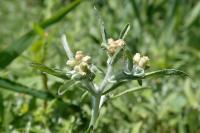 Gnaphalium uliginosum