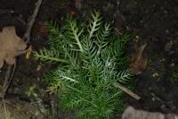 Hottonia palustris