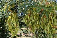 Fraxinus excelsior
