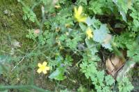 Lapsana communis