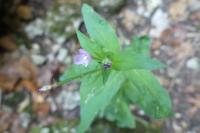 Epilobium parviflorum