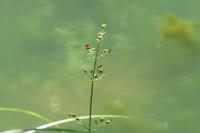 Scrophularia auriculata