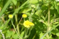 Pulicaria dysenterica