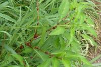 Persicaria lapathifolia