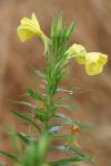 Oenothera biennis