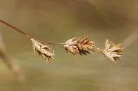 Carex colchica