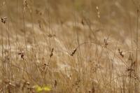 Carex colchica