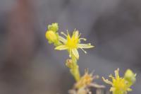 Sedum sexangulare