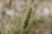 Polypogon monspeliensis