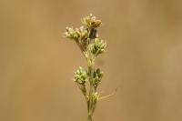 Bupleurum gerardi