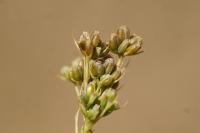 Bupleurum gerardi