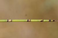 Equisetum x moorei