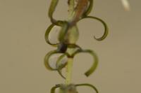 Elodea nuttallii