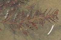 Potamogeton crispus