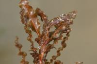 Potamogeton crispus