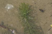 Elodea densa