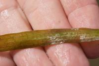 Vallisneria spiralis