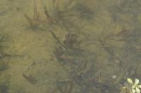 Vallisneria spiralis