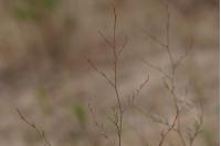 Epilobium brachycarpum