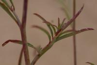 Epilobium brachycarpum